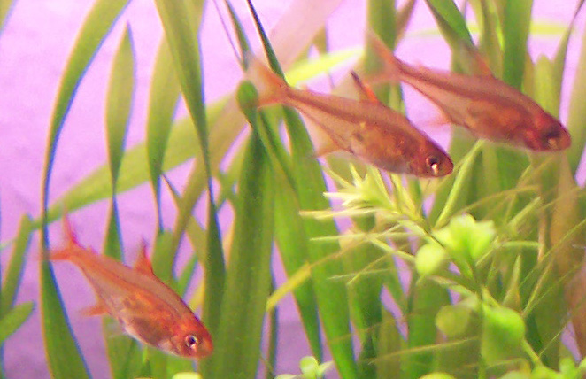Файл:Hyphessobrycon amandae.jpg