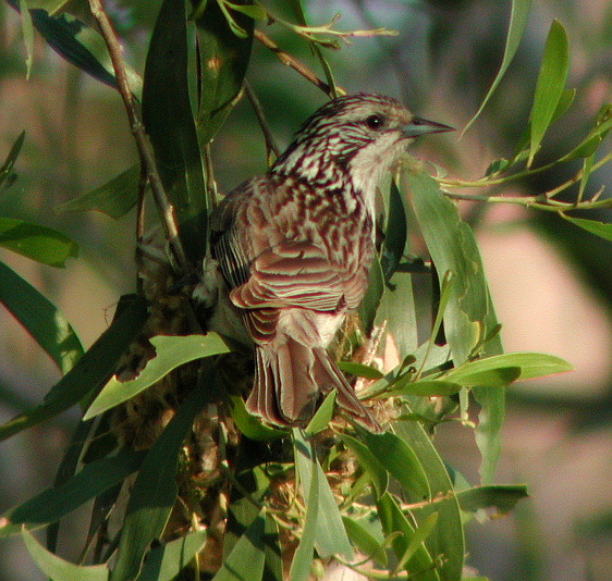 Файл:Striped Honeyeater Samcem.jpg