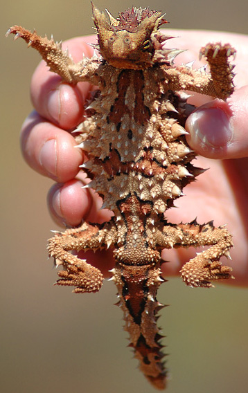 Файл:Thorny Devil crop.jpg