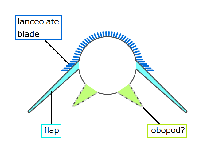 Файл:20210807 Utaurora comosa trunk cross section.png