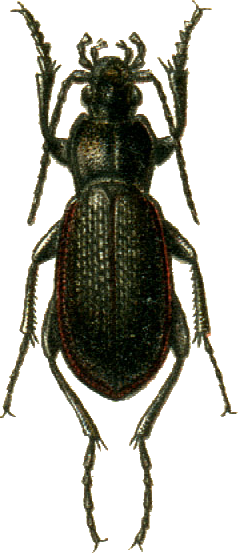 Файл:Carabus estreicheri Jacobson.png