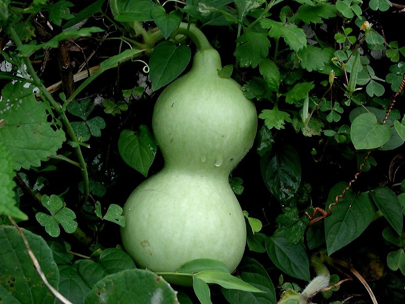 Файл:Courge encore verte.jpg