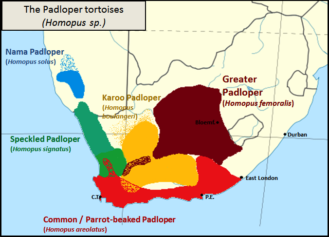 Файл:Homopus tortoise species - Cape map.png