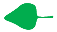 Файл:Leaf morphology deltoid.png