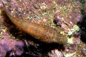 Файл:Lepadogaster candolii.jpg