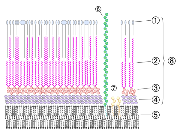 Файл:Mycobacterial cell wall diagram.png