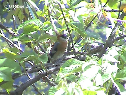 Файл:Red-headed Bullfinch O DSC05455.jpg
