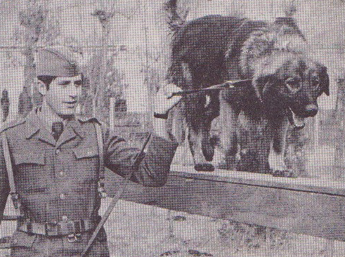 Файл:Sarplaninac training in Yugoslav Army.png