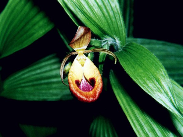 Файл:Selenipedium palmifolium 05.jpg