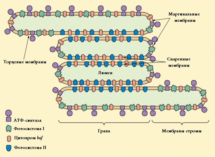 Файл:Tilacoid structure.png