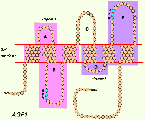 Файл:AQP1.png