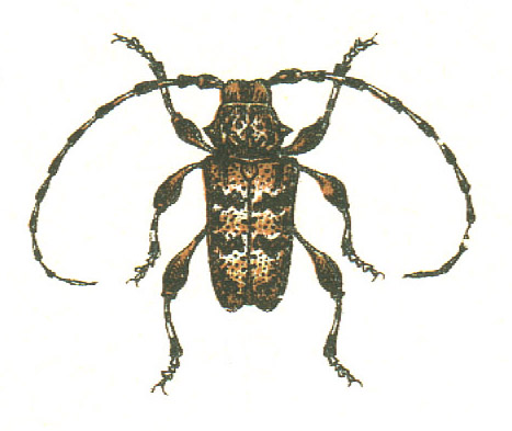 Файл:Aegomorphus clavipes.jpg