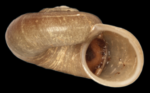 Файл:Amphicyclotulus amethystinus shell.png