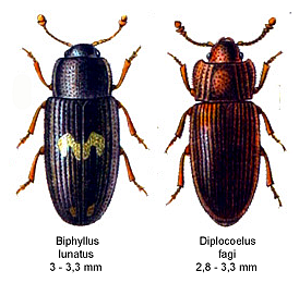 Файл:BiphyllidaeSpec.png