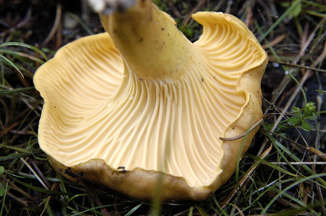 Файл:Cantharellus.cibarius2.-.lindsey.jpg