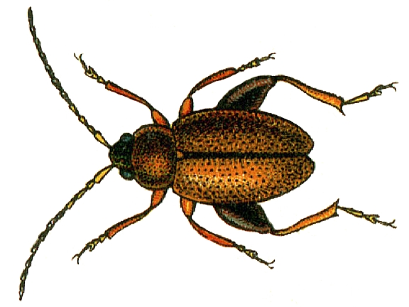 Файл:Longitarsus atricillus.jpg