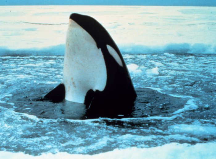 Файл:Orca wal 2.jpg