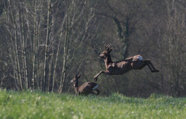 Файл:Saut chevreuil.jpg