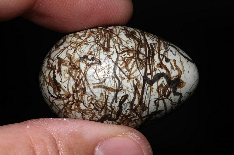 Файл:Spotted Bowerbird Egg.jpg