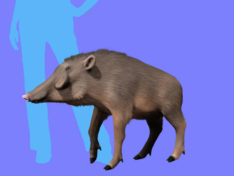 Файл:Woodburnehyus grenaderae.jpg
