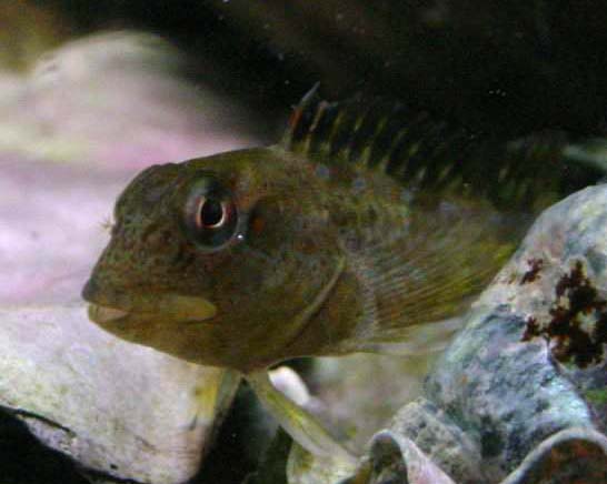 Файл:Lipophrys pholis Bretagne.jpg