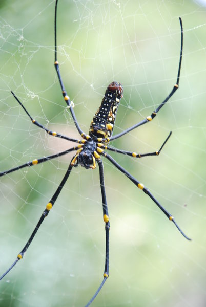 Файл:Nephila maculata Lamma Island.jpg
