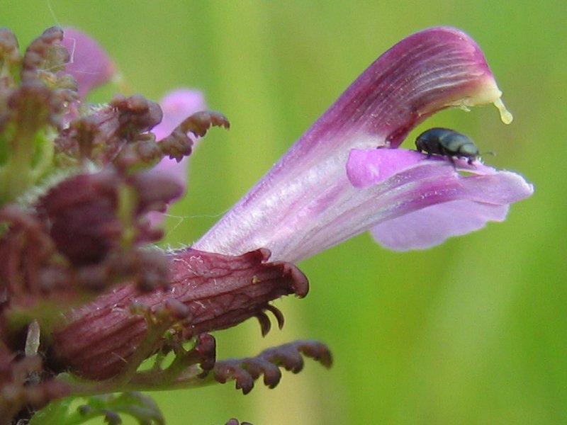 Файл:Pedicularis palustris bluete.jpeg