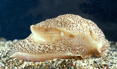 Файл:Pleurobranchaea meckelii.jpg