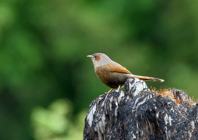 Файл:Streaked Laughingthrush I IMG 6711.jpg
