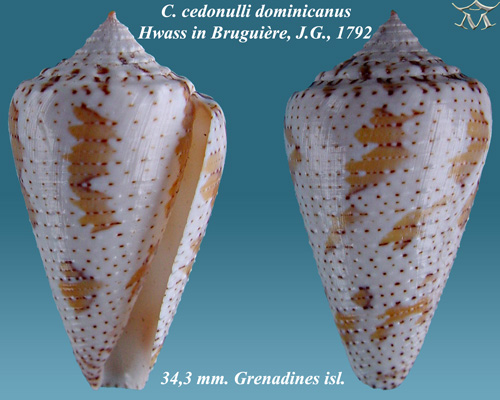 Файл:Conus cedonulli dominicanus 2.jpg