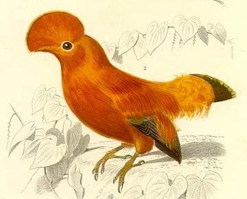 Файл:Coq de roche.jpg