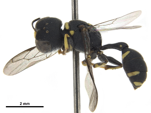 Файл:Dasyproctus agilis.jpg
