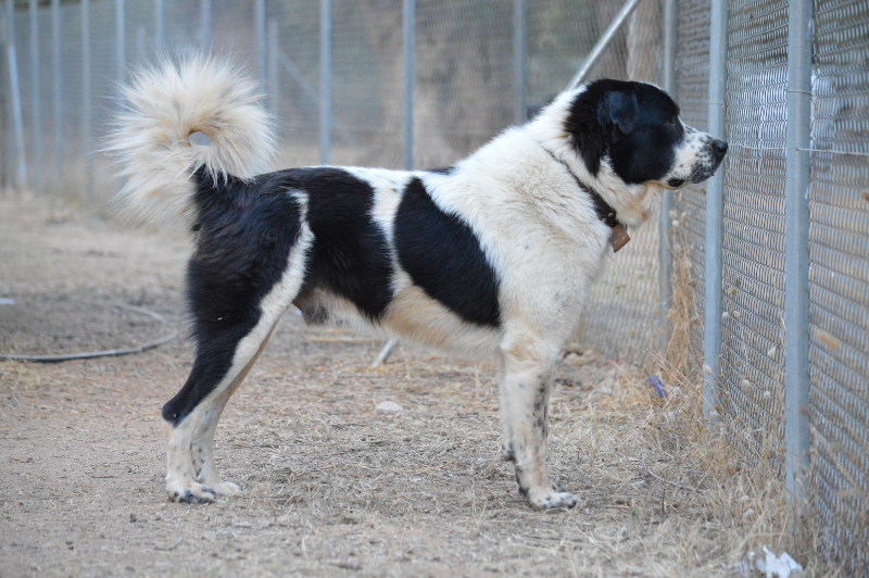 Файл:Greek shepherd male.jpg