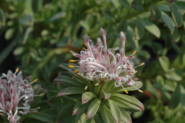 Файл:Isopogon spathulatus.jpg