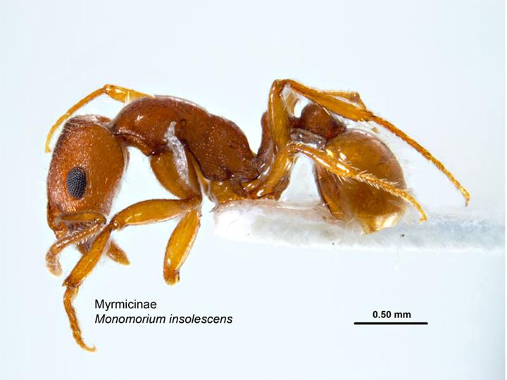 Файл:Monomorium insolescens.jpg