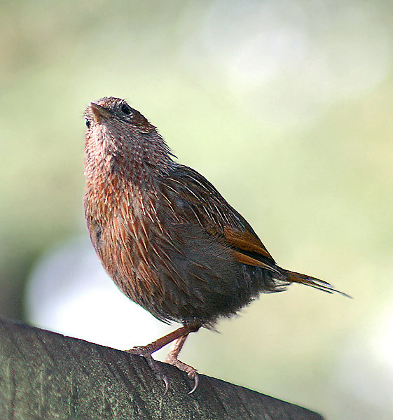 Файл:Streaked Laughingthrush I2 IMG 4068.jpg