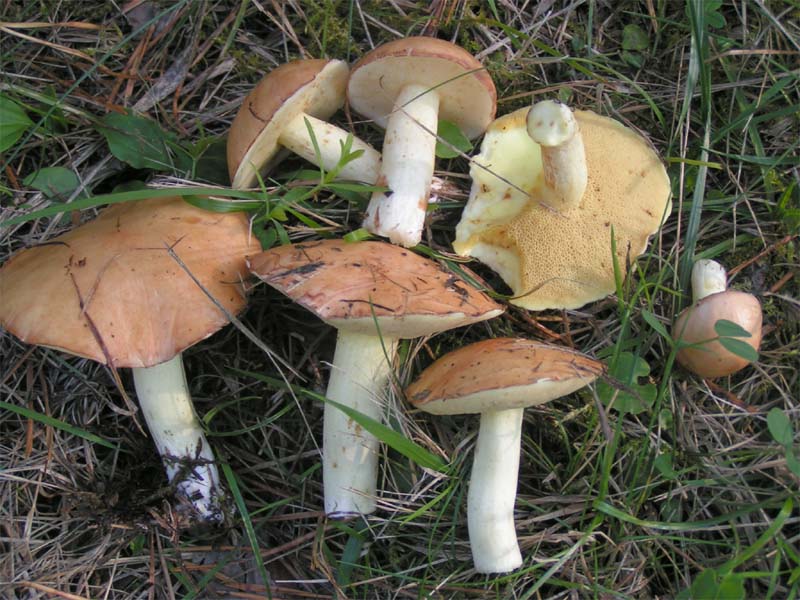 Файл:Suillus granulatus.jpg