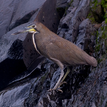 Файл:Tigrisoma fasciatum.jpg