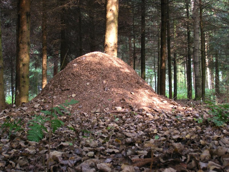 Файл:Xn ant hill.jpg