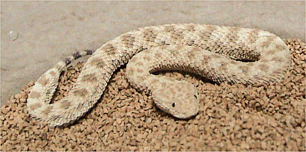 Файл:Cerastes vipera.jpg