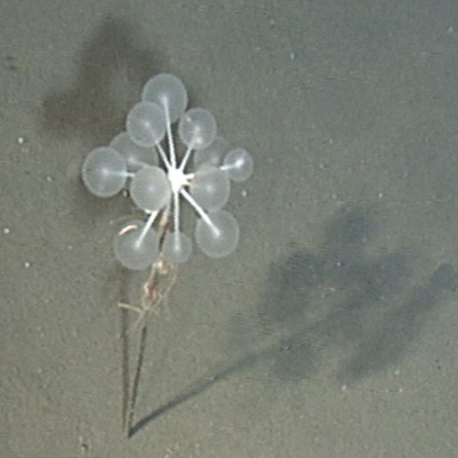 Файл:Chondrocladia lampadiglobus.jpg
