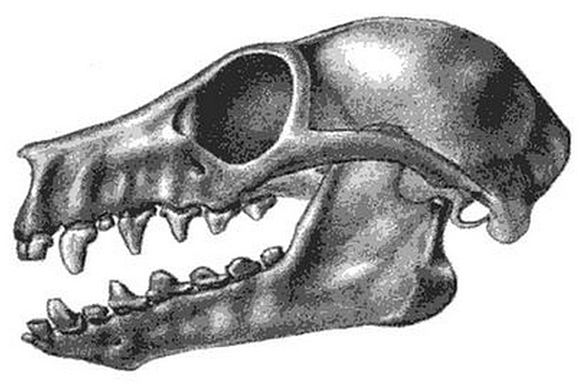 Файл:Desmalopex leucopterus 2.jpg