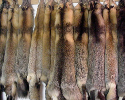 Файл:Fur crossfox.jpg