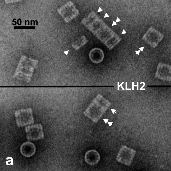 Файл:KLH2 Hemocyanin.jpg