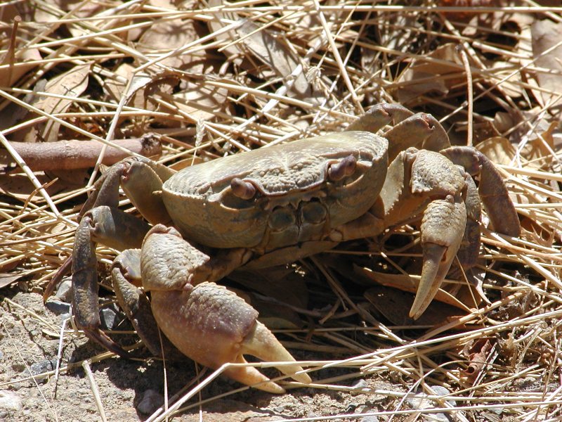 Файл:Potamon potamios Crete.jpg