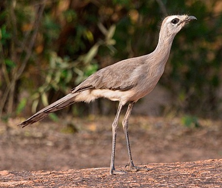 Файл:Black-legged seriema crop.jpg