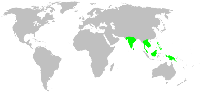 Файл:Distribution.stenochilidae.1.png