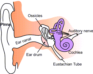 Файл:Ear-anatomy-text-small-en.png