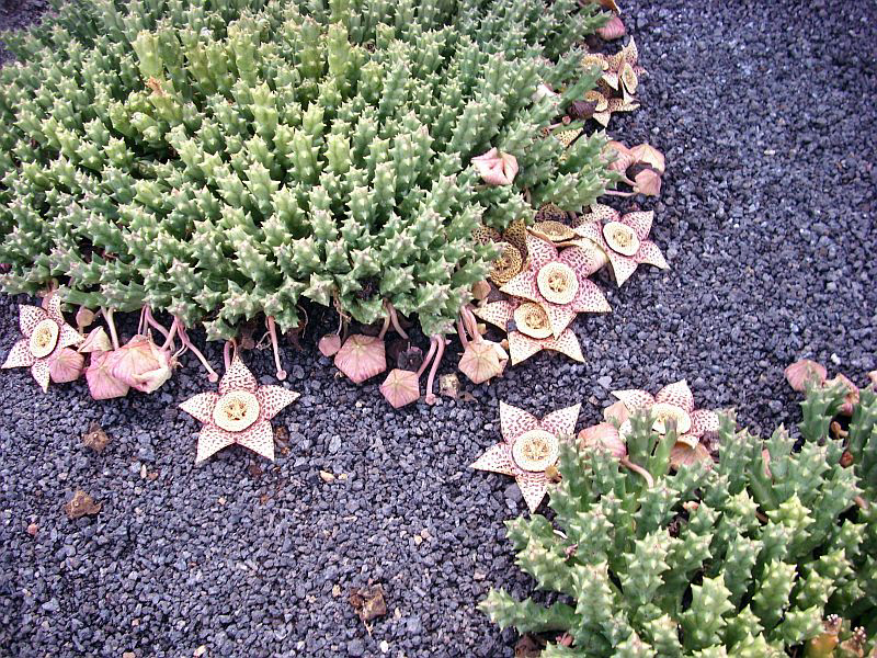 Файл:Stapelia variegata pm.jpg