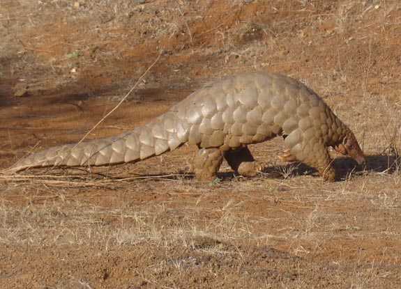 Файл:4anteater.jpg